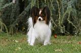 EPAGNEUL PAPILLON 015